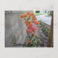 COLTON, C.A.,POSTCARD