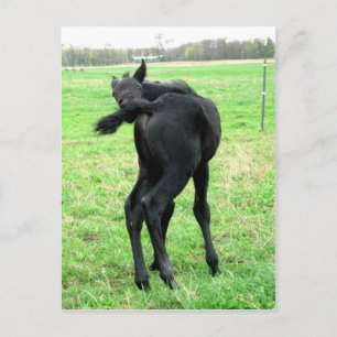 Colt's Itchy Bumm Postcard