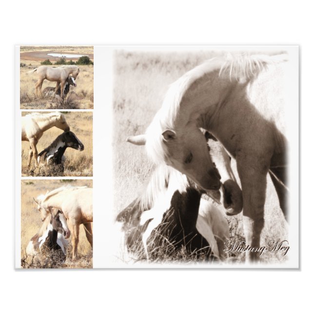 Colts will be Colts - Mustang Collage Photo Print (Front)