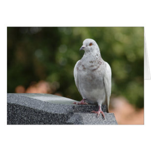 Columba livia domestica