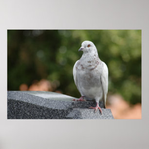 Columba livia domestica poster