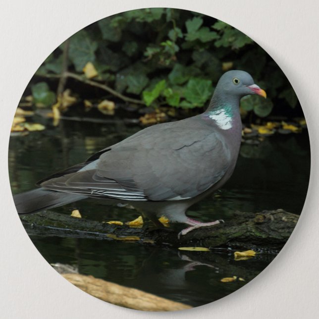 Columba palumbus 6 cm round badge (Front)