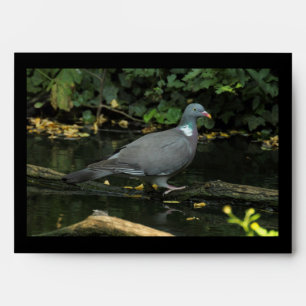 Columba palumbus envelopes