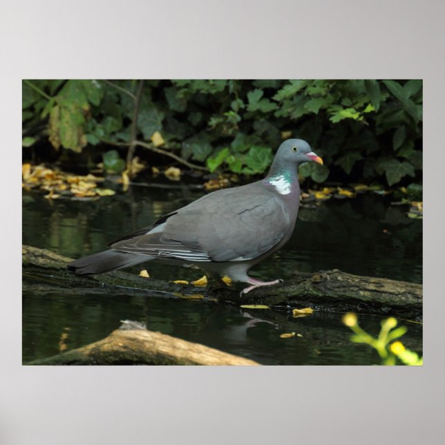 Columba palumbus poster (Front)