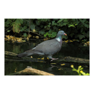 Columba palumbus poster