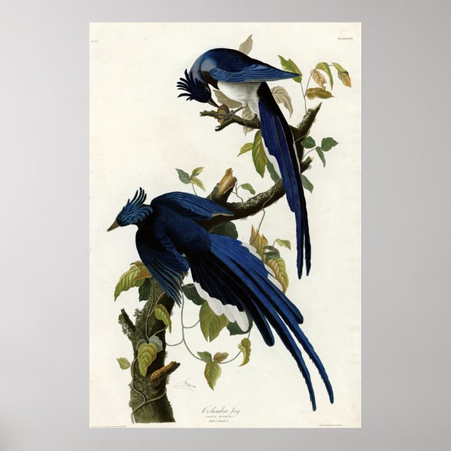 Columbia Jay Birds of America by James Audubon Poster (Front)