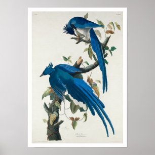 Columbia Jay by Audubon Poster