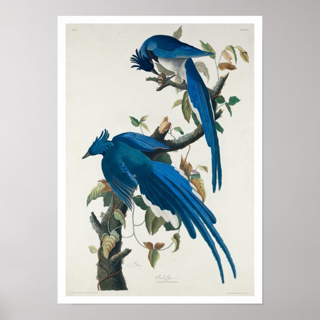 Columbia Jay by Audubon Poster (Front)
