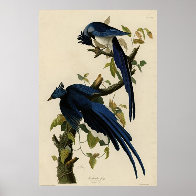 Columbia Jay from Audubon's Birds of America Poster (Front)
