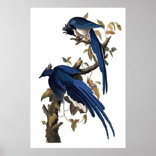 Columbia Jay | John James Audubon Poster (Front)