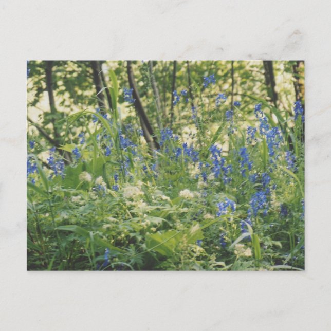 Columbia River Gorge Postcard (Front)