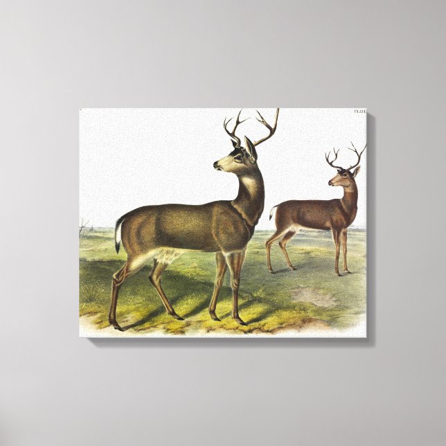 Columbian Black-tailed Deer, Blacktail, by Audubon Canvas Print (Front)