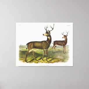 Columbian Black-tailed Deer, Blacktail, by Audubon Canvas Print