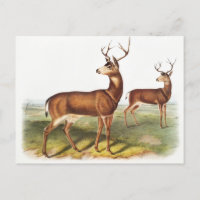 Columbian Black-tailed Deer (Cervus Richardsonii)