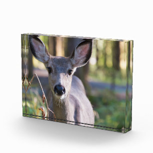 Columbian Black-tailed Doe   Washington State Photo Block
