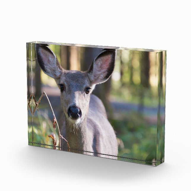 Columbian Black-tailed Doe | Washington State Photo Block (Right)