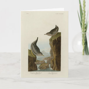 Columbian Water Ouzel, Audubon's Birds of America Card