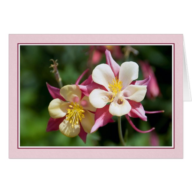 Columbine (Front Horizontal)