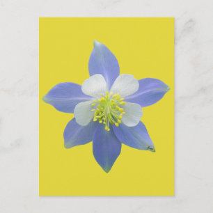 Columbine 2 postcard