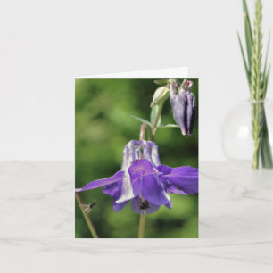 Columbine And Bee Flower Photography Note Card