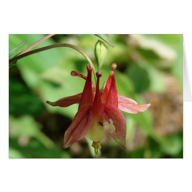 Columbine Flower and Insect (Front Horizontal)