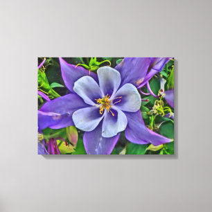 Columbine flower canvas wrap print