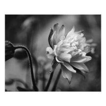 Columbine Flower in Black and White