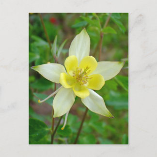 Columbine Flower in Yellow Postcard