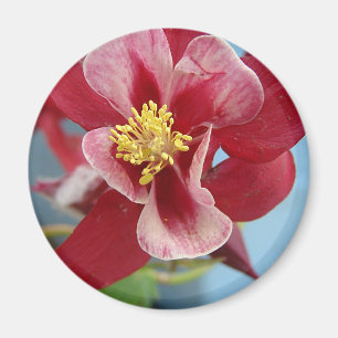 Columbine Flower Magnet
