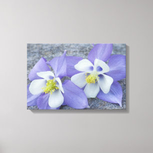 Columbine Flower Pair Canvas Print