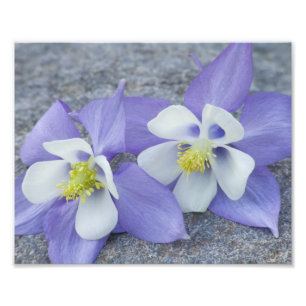 Columbine Flower Pair Photo Print