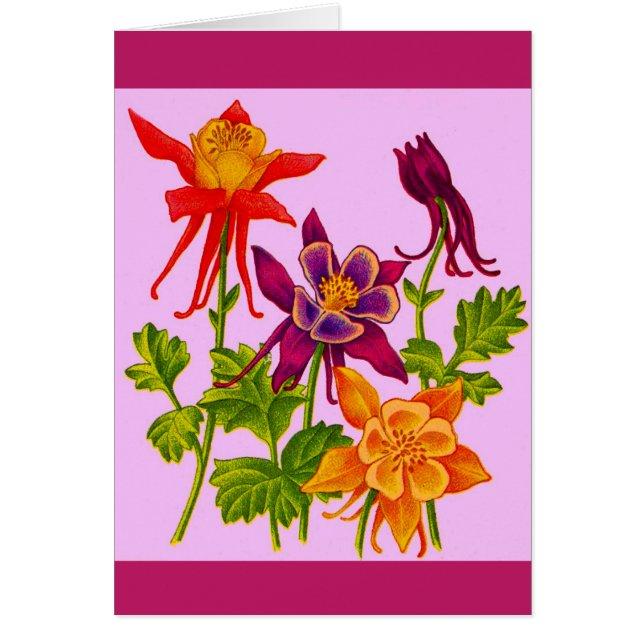 columbine flowers (Front)