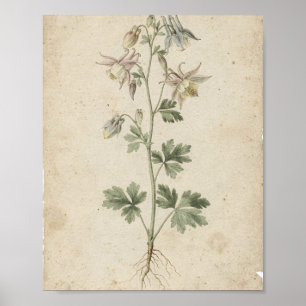 Columbine Flowers Botanical Art Poster