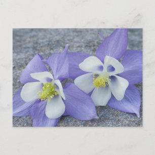 Columbine Flowers Postcard