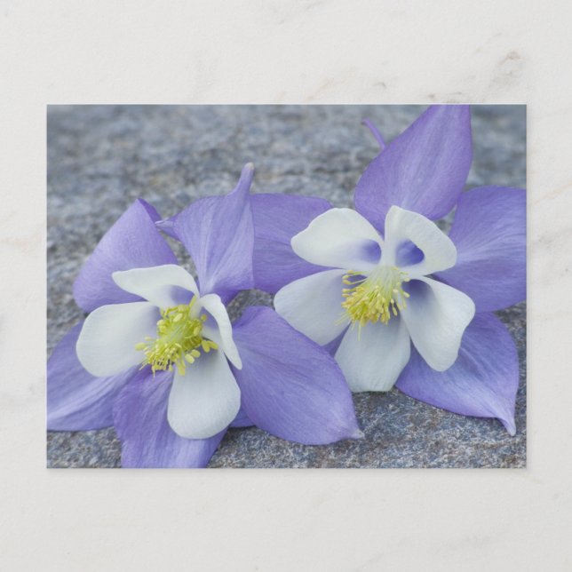 Columbine Flowers Postcard (Front)