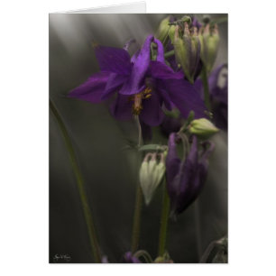 Columbine in the Sunlight