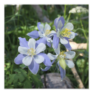 Columbine Photo Enlargement Print