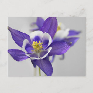 Columbine Postcard