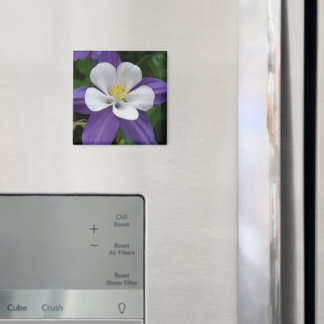 Columbine Purple and White Flower Magnet