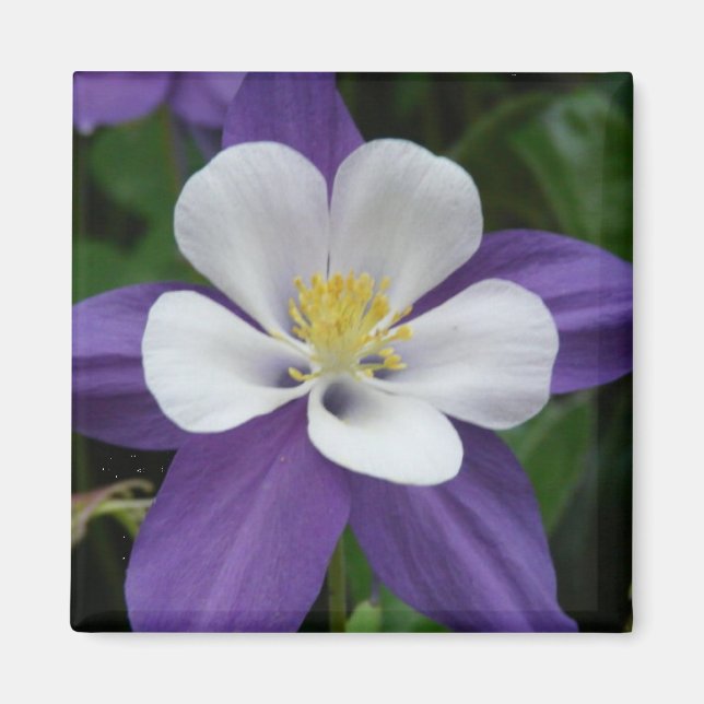 Columbine Purple and White Flower Magnet (Front)