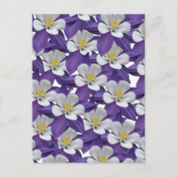 Columbine Purple and White Flower Pattern Postcard