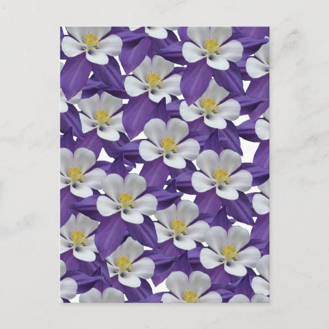 Columbine Purple and White Flower Pattern Postcard (Front)