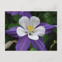 Columbine Purple and White Flower Postcard