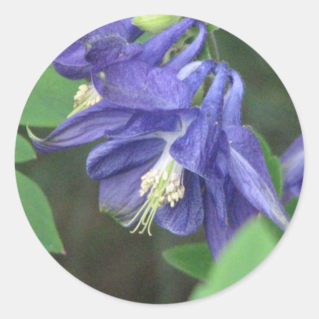 Columbine Sticker (Front)