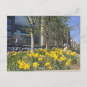 Columbus Circle Daffodils NYC Springtime Postcard