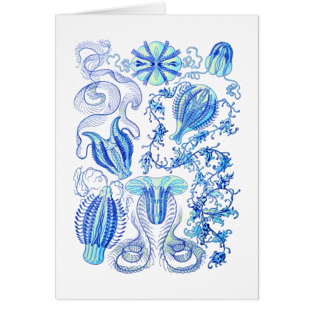 Comb jellies (Front)