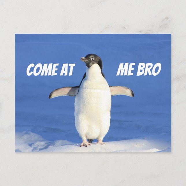 Come at Me Bro Meme Penguin Postcard (Front)