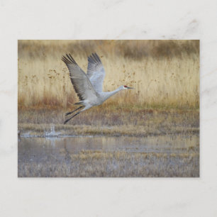 come fly with me postcard