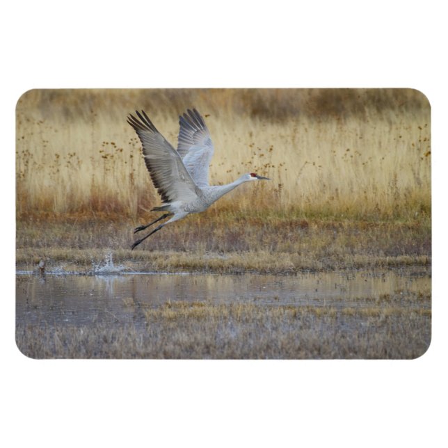 Come fly with me Sandhill Crane Magnet (Horizontal)