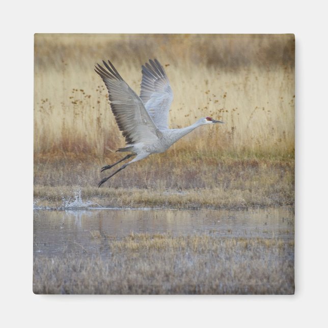 Come fly with me Sandhill Crane Magnet (Front)